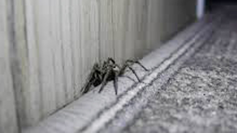How to Keep Spiders Out of Garage Naturally
